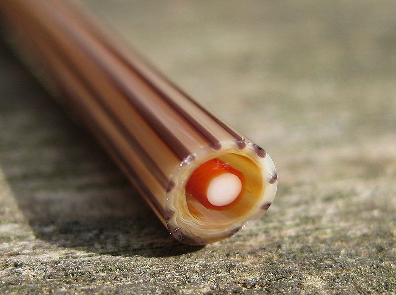 Datei:Firelotusmurrini.jpg